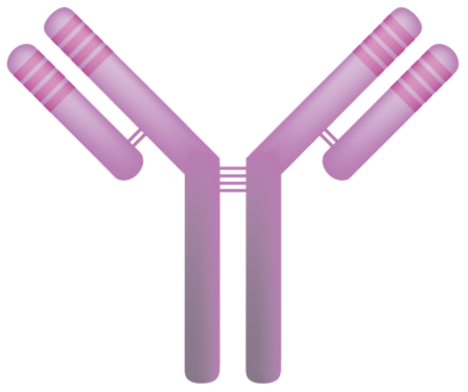You are currently viewing Daratumumab Addition to Treatment of Immunoglobulin Light-Chain Amyloidosis (ANDROMEDA)